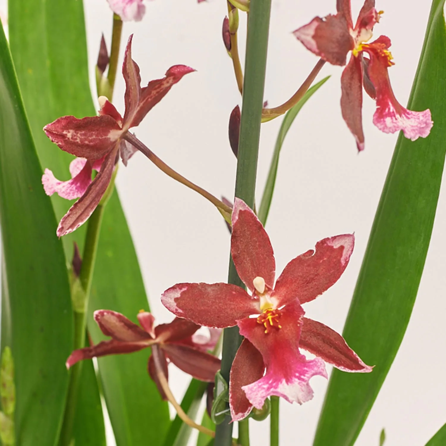 Зображення товару Буррагера Барокко Ред 5ст., артикул: 56057