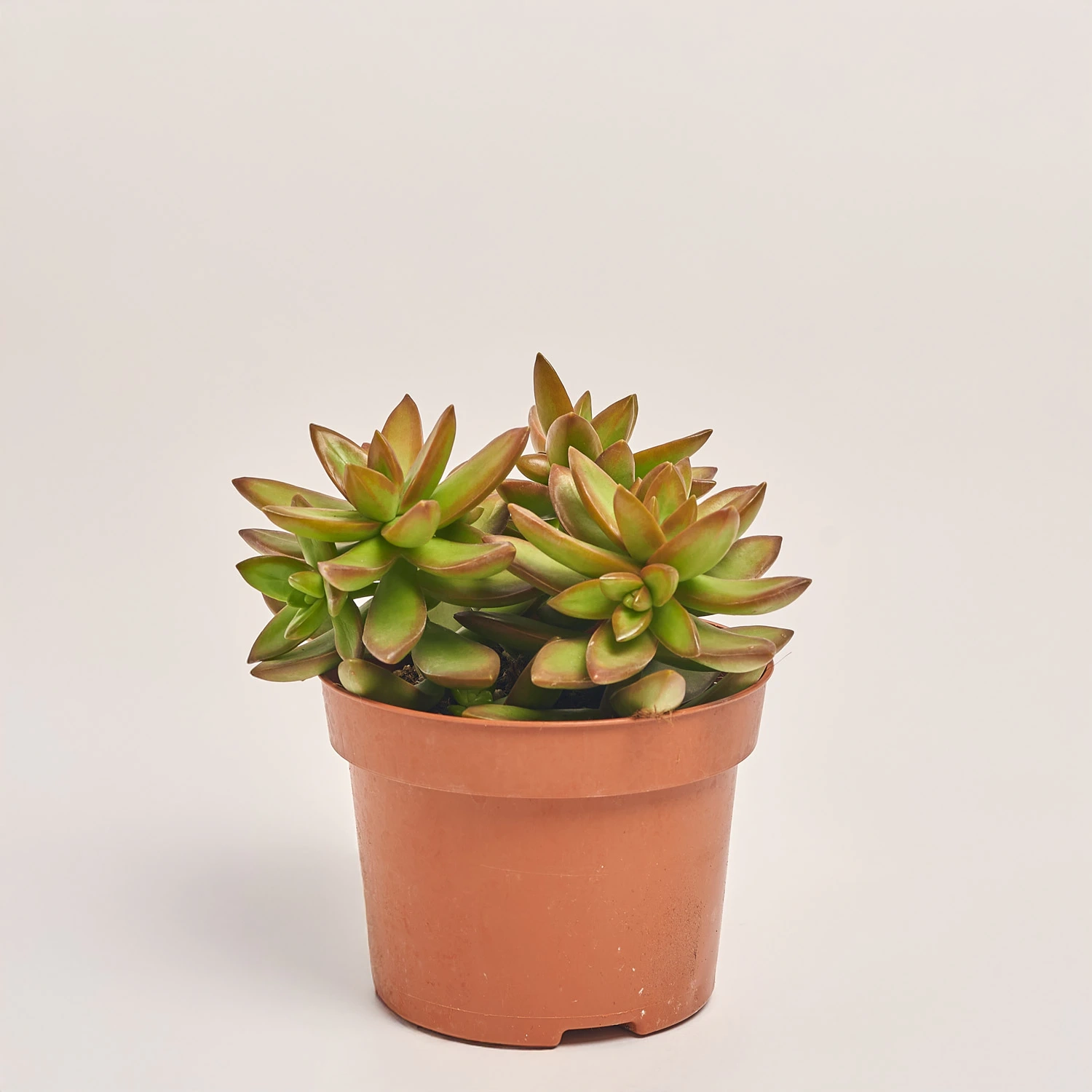 Сукулент мікс, артикул: 2084 Зображення товару Сукулент мікс, артикул: 2084