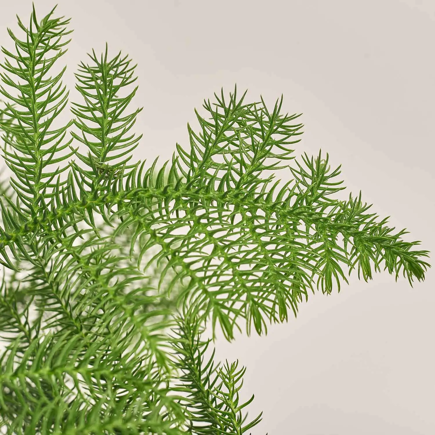 Араукарія Гетерофіла, артикул: 54298 Зображення товару Араукарія Гетерофіла, артикул: 54298