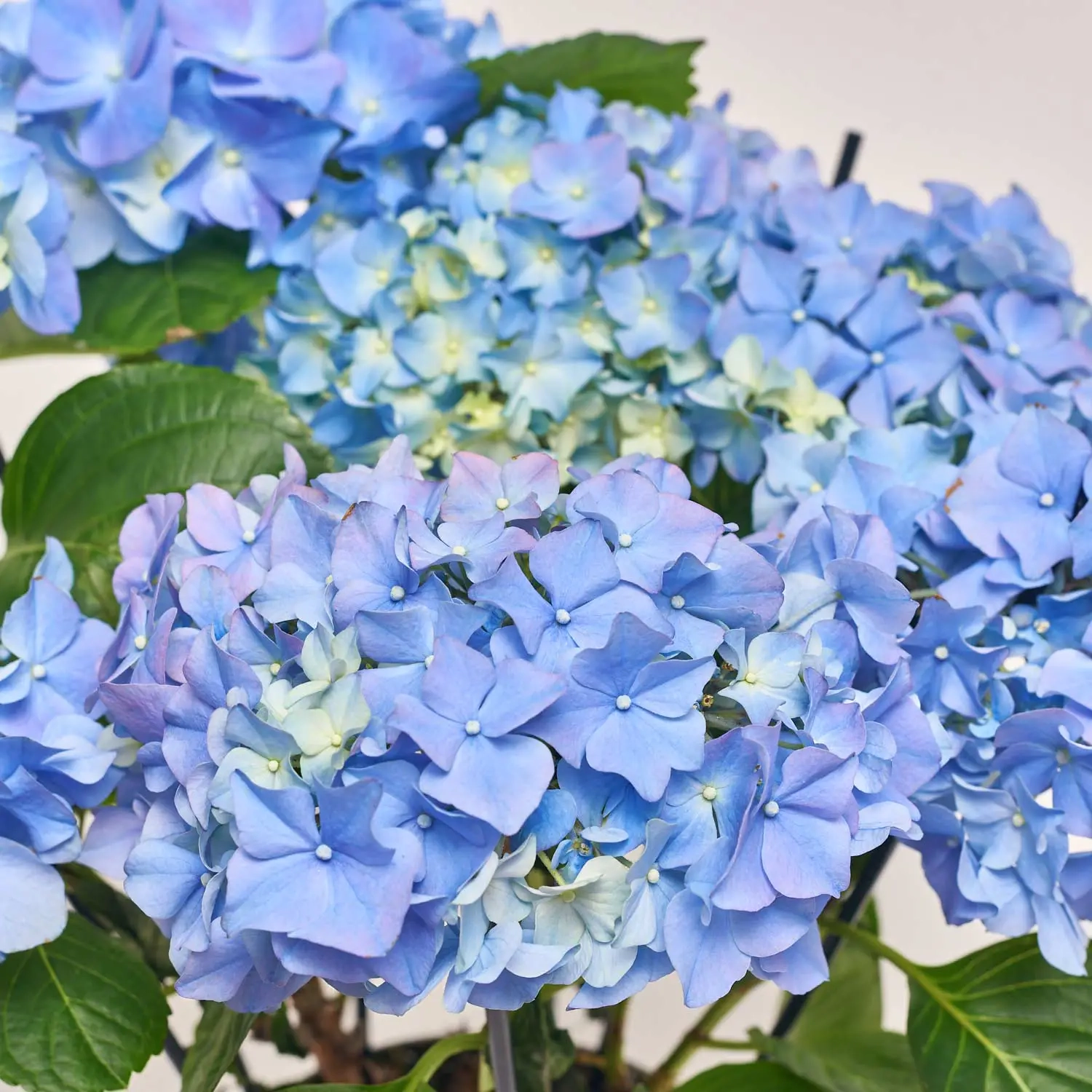Гортензія блакитна 9ст., артикул: 39637 Зображення товару Гортензія блакитна 9ст., артикул: 39637