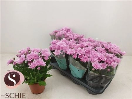 Зображення товару Хризантема Динамік, артикул: 39224