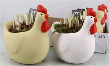 Зображення товару Композиція Нарцис Курочка, артикул: 46820