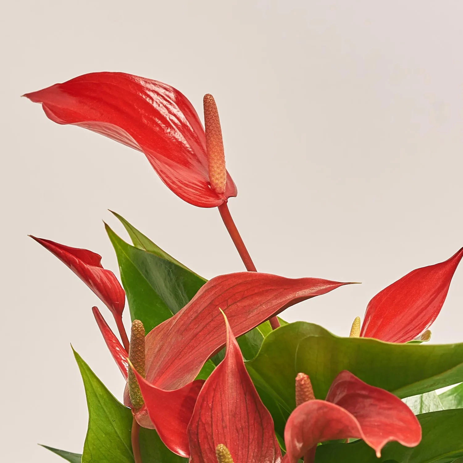 Антуріум Бандероля Ройя, артикул: 52671 Зображення товару Антуріум Бандероля Ройя, артикул: 52671