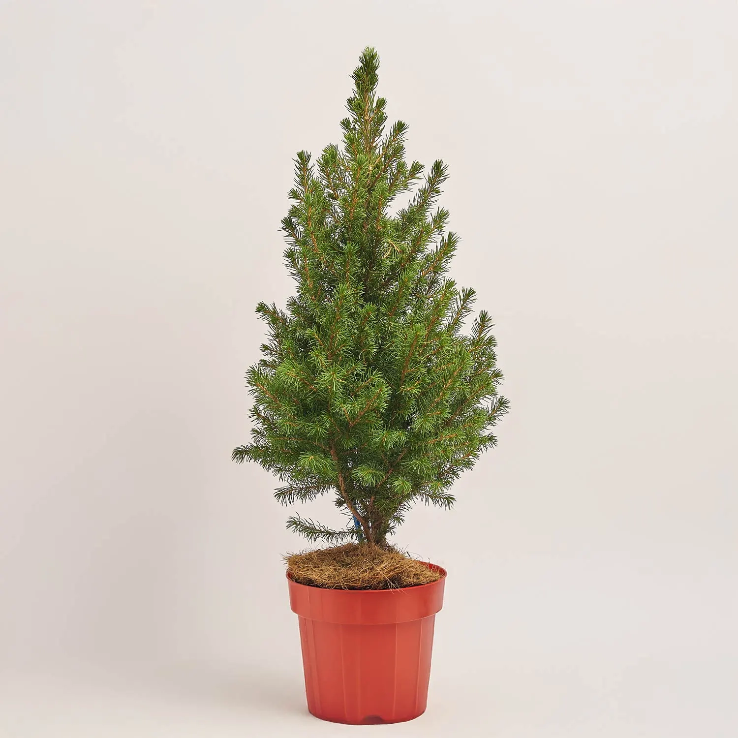 Ялина Десембер, артикул: 54227 Зображення товару Ялина Десембер, артикул: 54227