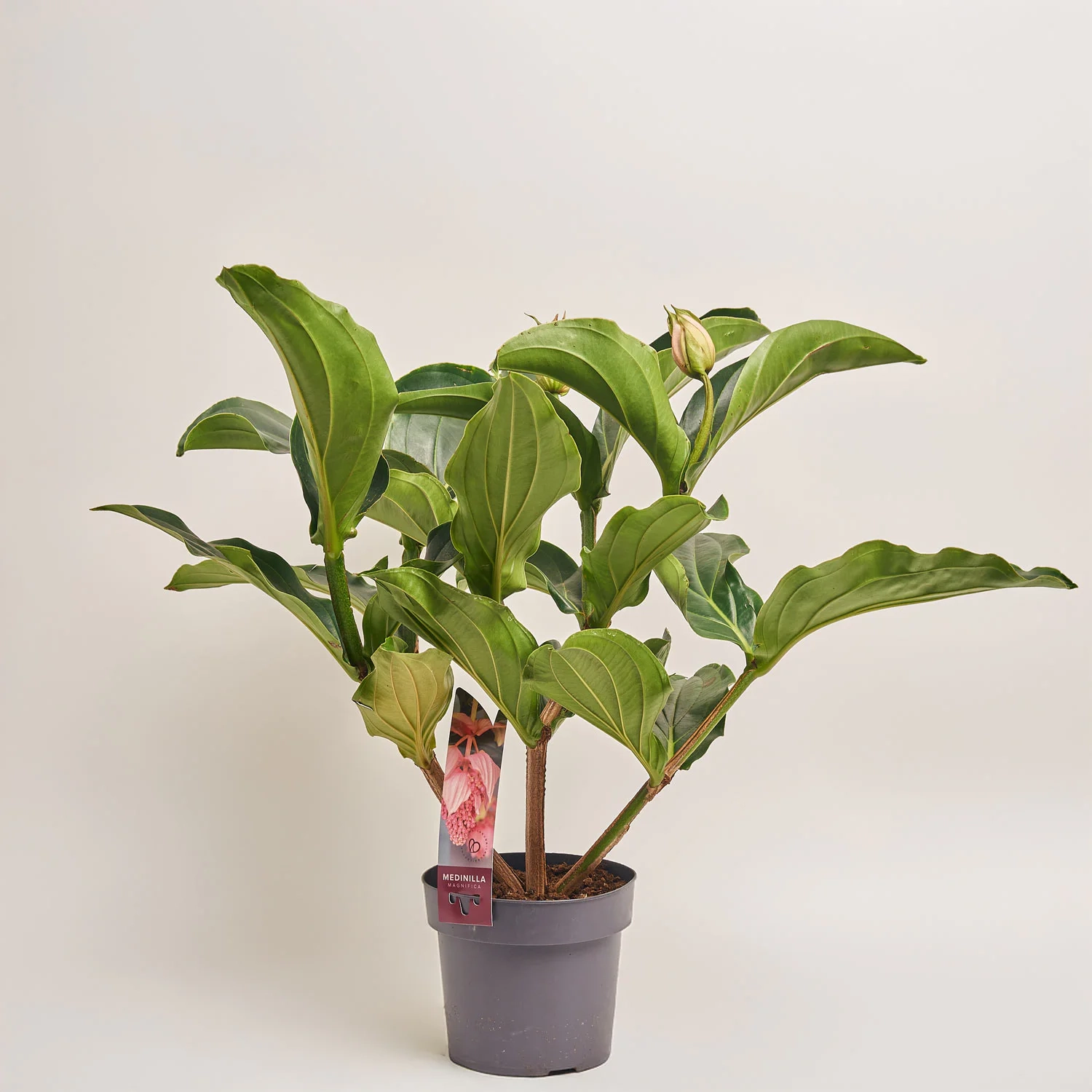 Зображення товару Медініла Магніфіка, артикул: 52503