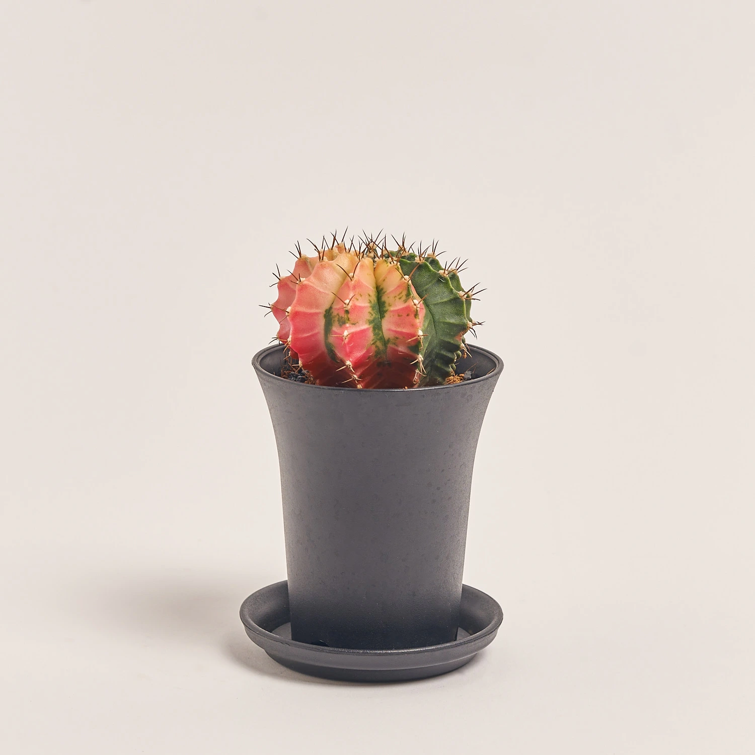 Зображення товару Гімнокаліциум Варієгатний "Екстра колор", артикул: 54801