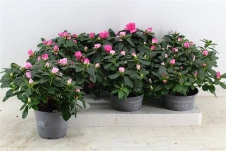 Азалія мікс у горщ., артикул: 44999 Зображення товару Азалія мікс у горщ., артикул: 44999