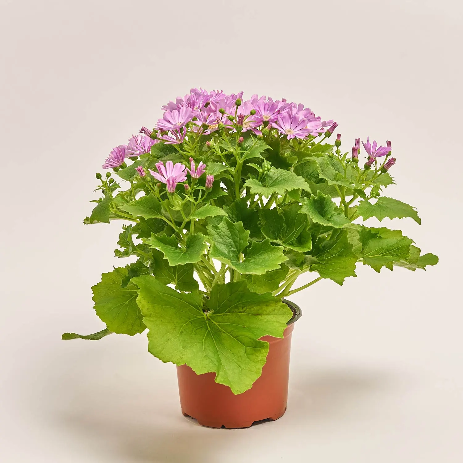 Перікаліс Венеція мікс, артикул: 4064 Зображення товару Перікаліс Венеція мікс, артикул: 4064