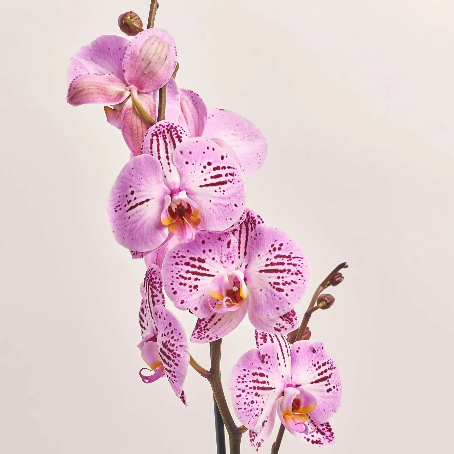 Фаленопсис 1ст. мікс, артикул: 18850 Зображення товару Фаленопсис 1ст. мікс, артикул: 18850