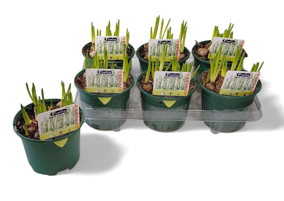 Зображення товару Мускарі Касабланка, артикул: 56945