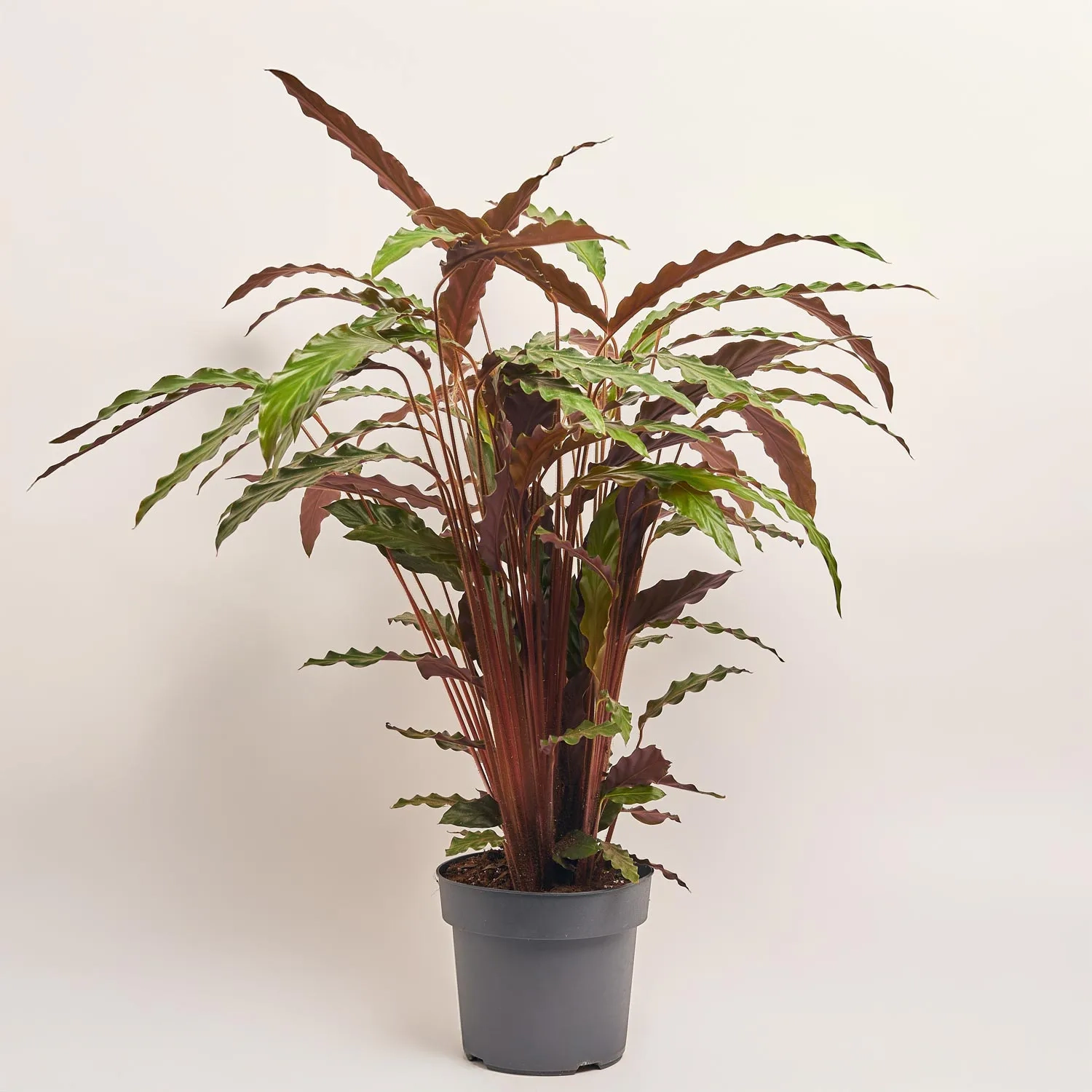 Калатея Руф, артикул: 52615 Зображення товару Калатея Руф, артикул: 52615