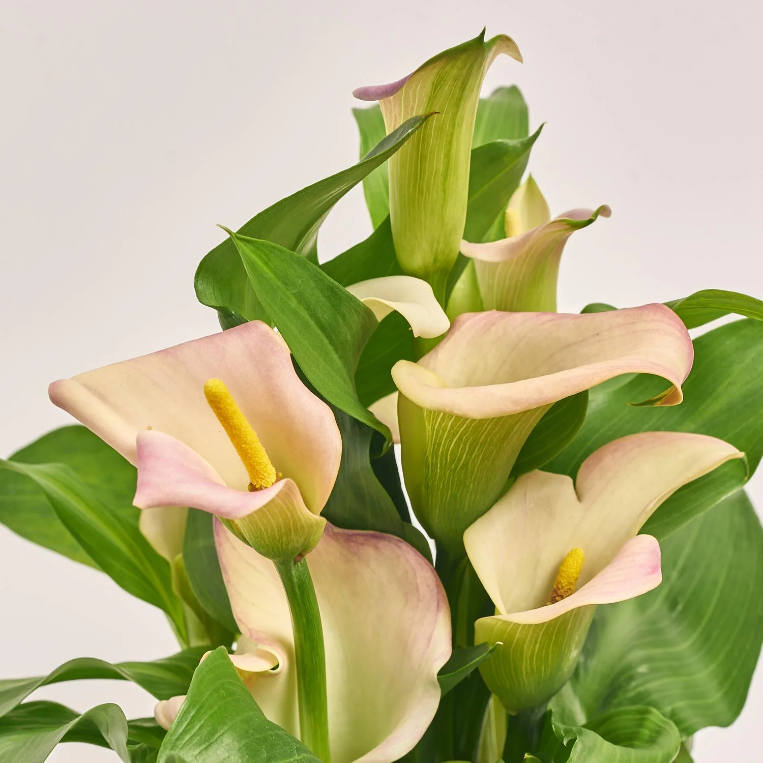 Зображення товару Зантедескія мікс, артикул: 34092