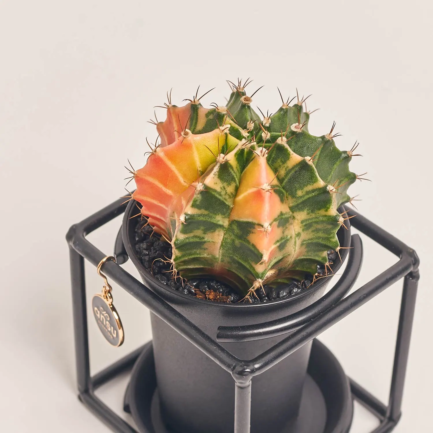 Зображення товару Гімнокаліциум Варієгатний "Дизайн Флейм" в метал. рамці, артикул: 54802