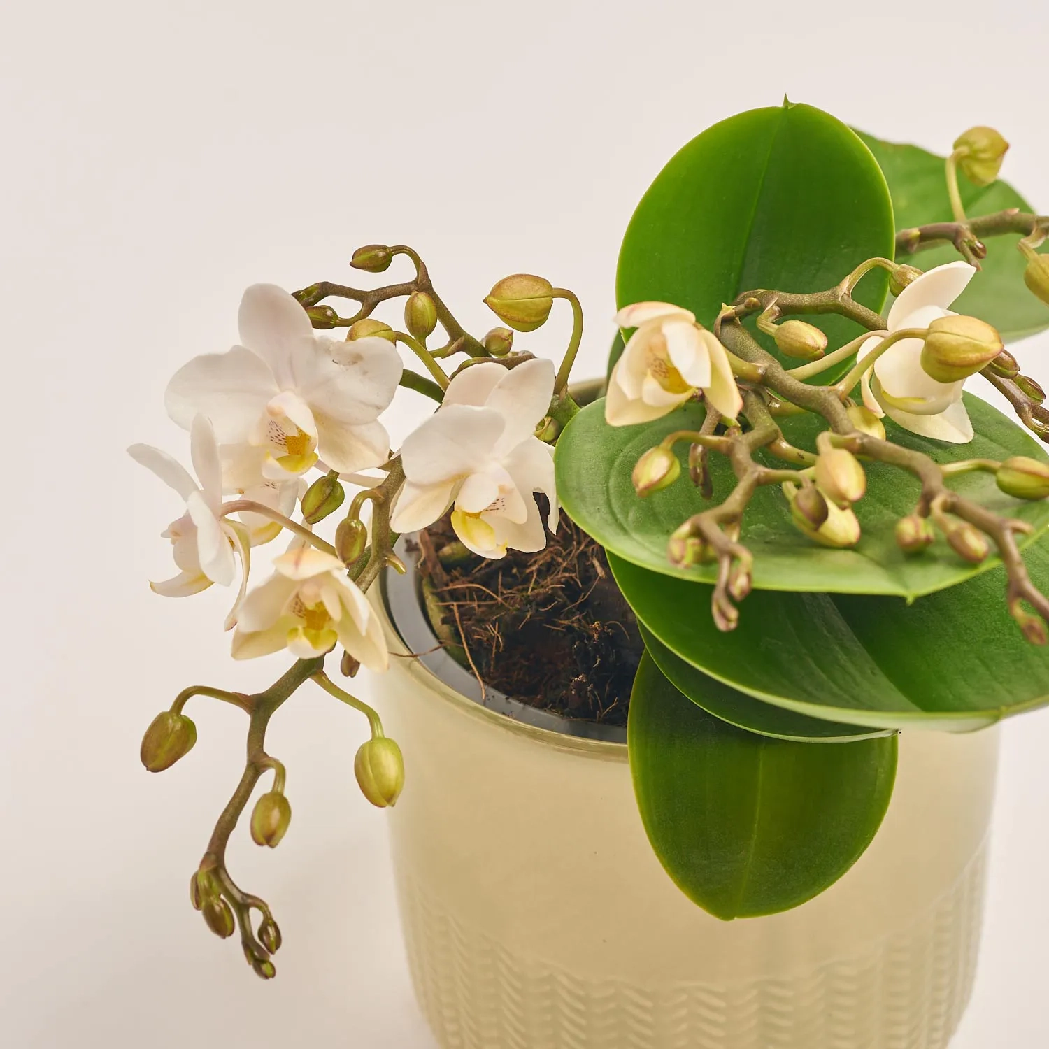 Зображення товару Фаленопсис Мф "Назаре" 4ст. в кер., артикул: 49370