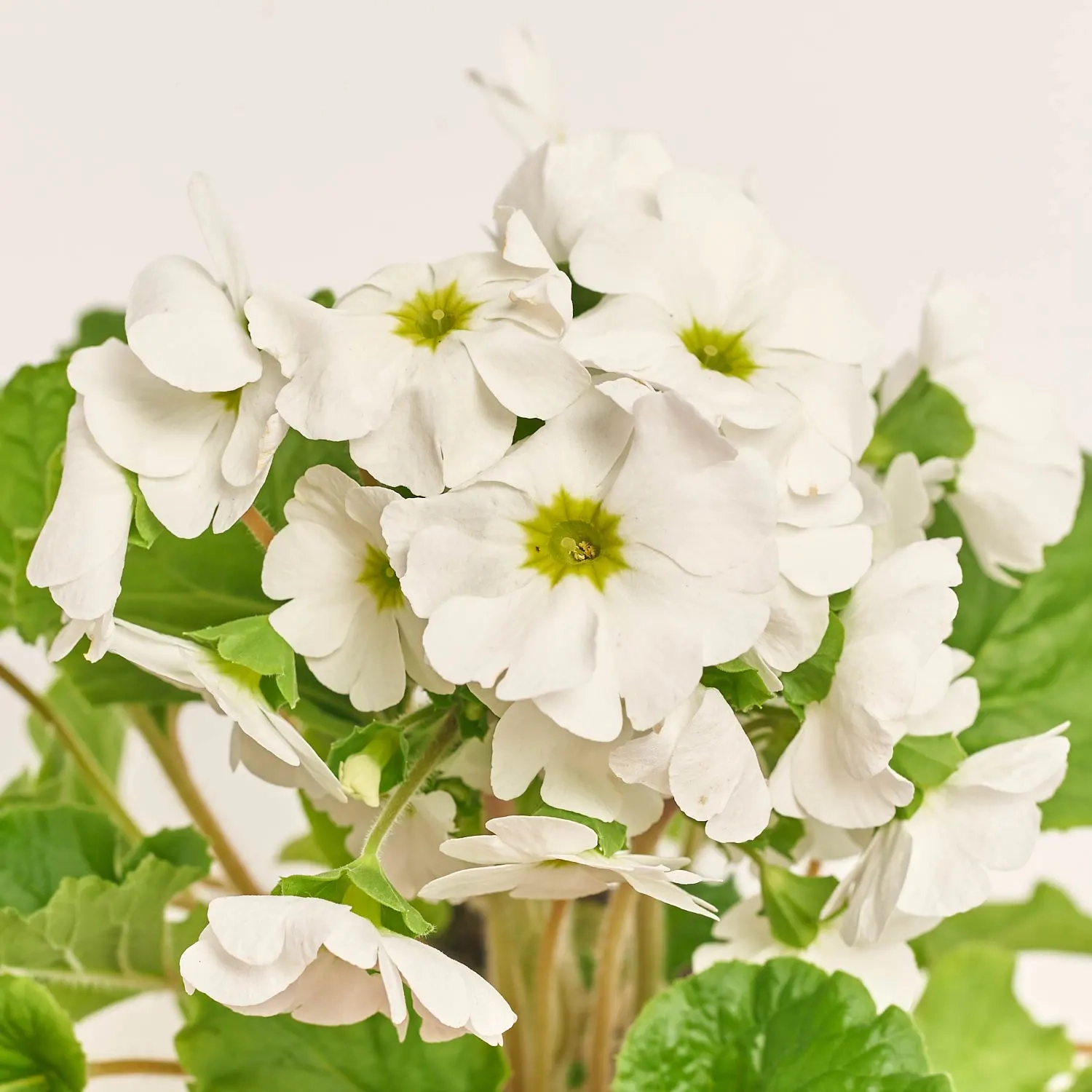 Зображення товару Примула Обконіка мікс, артикул: 56534