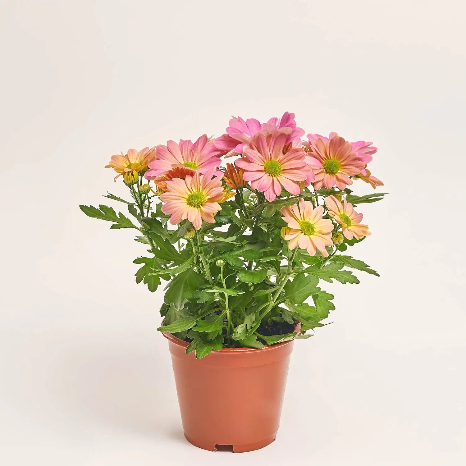 Зображення товару Хризантема Маргаріта, артикул: 56575