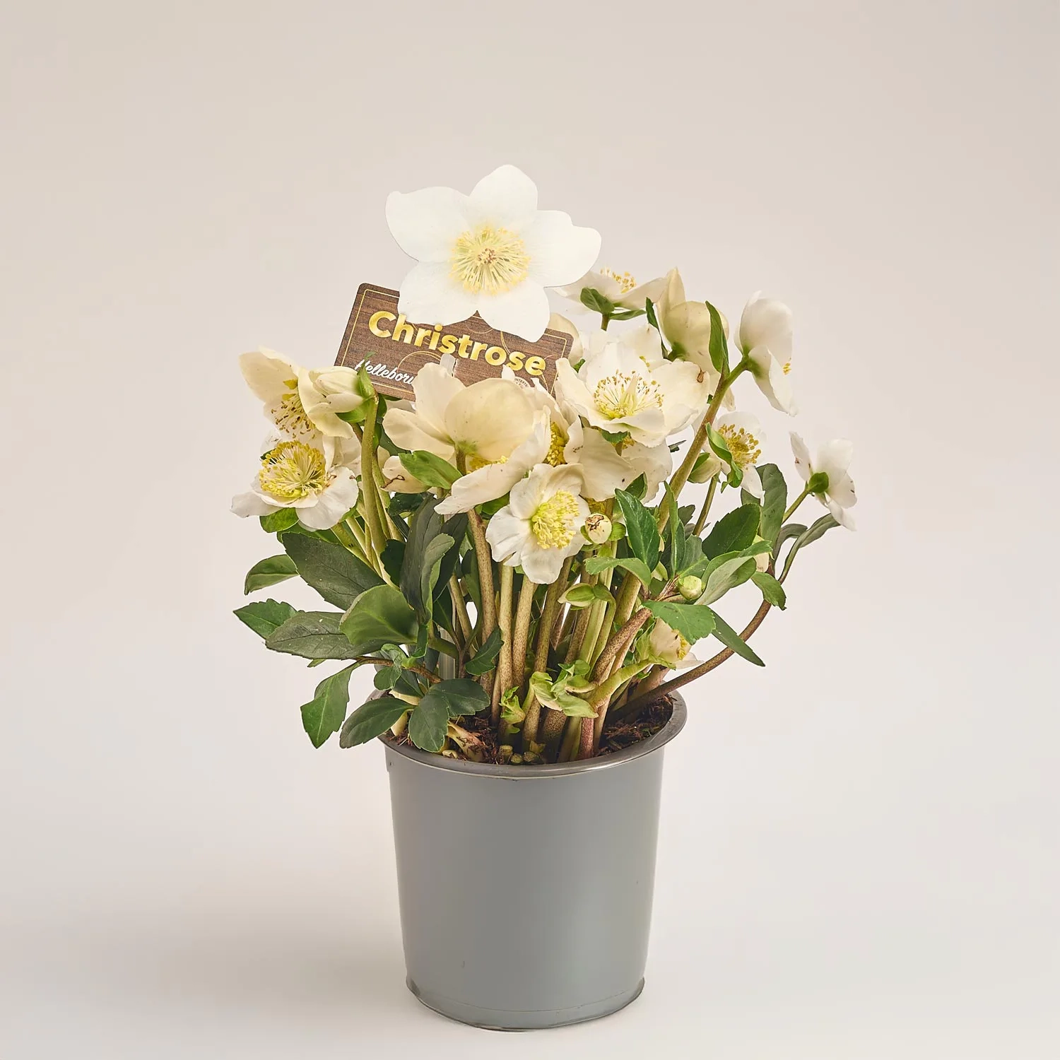 Зображення товару Хелеборус Нігер Вінтергроу, артикул: 53691