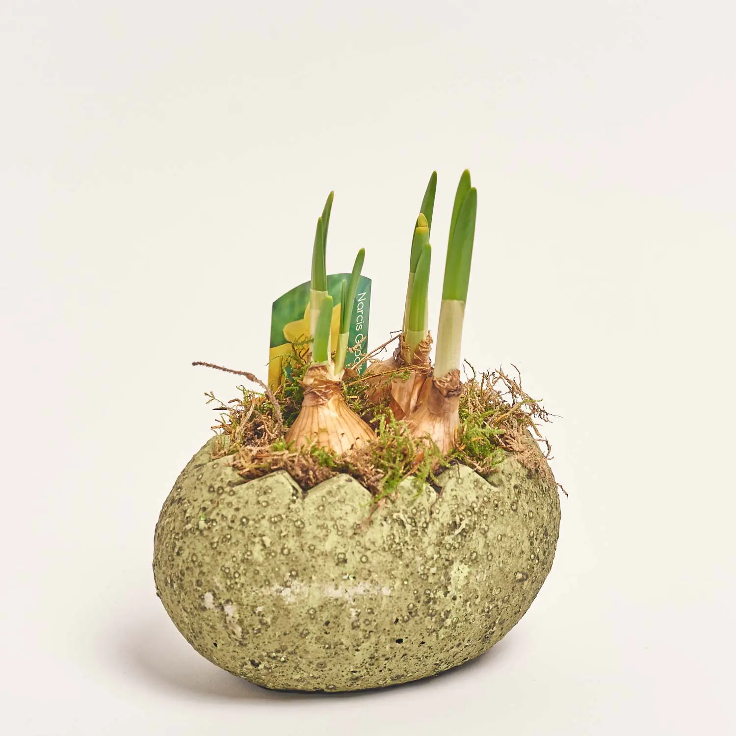 Зображення товару Нарцис Тет-а-Тет в кер., артикул: 56933