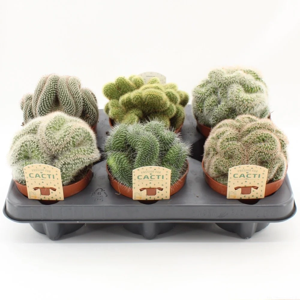 Зображення товару Мамілярія мікс, артикул: 56941