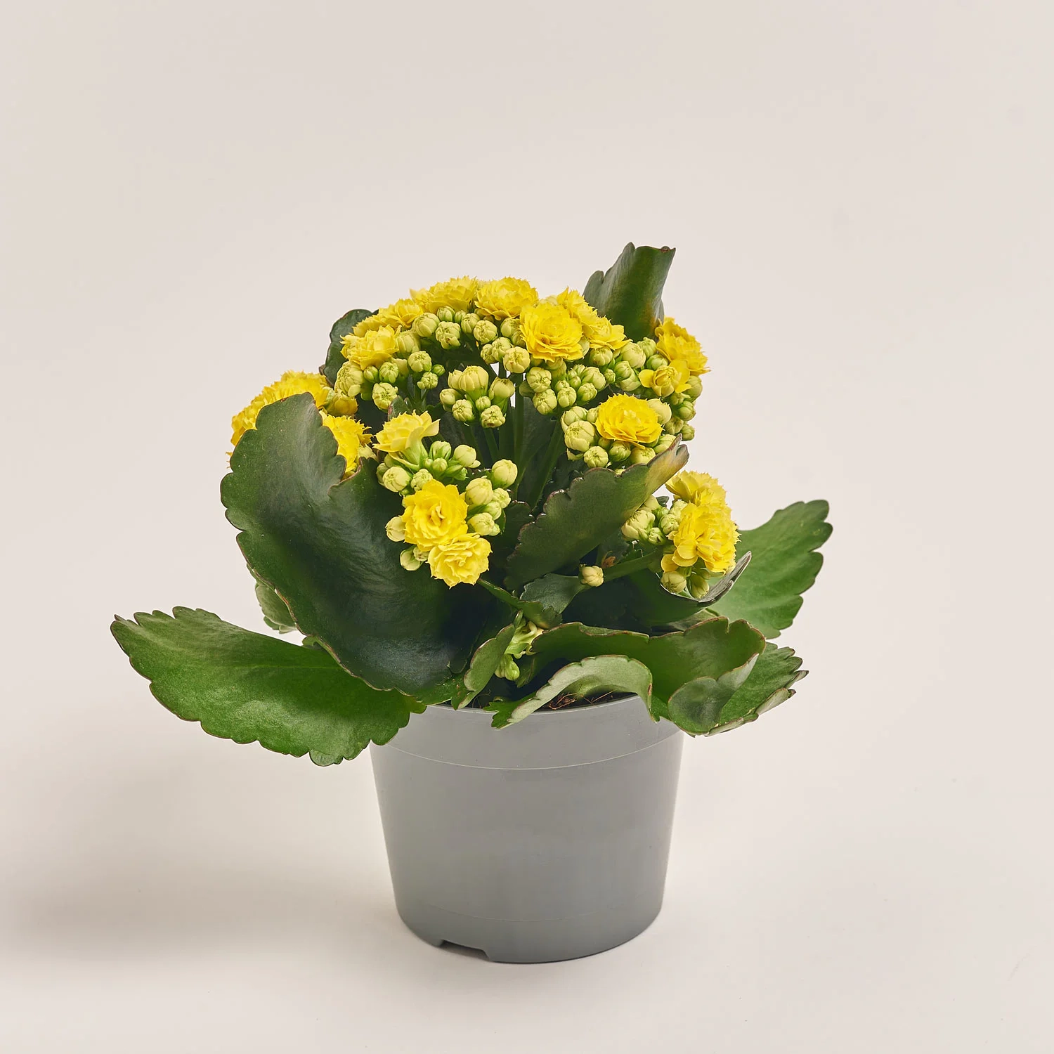 Зображення товару Каланхоє мікс, артикул: 24950