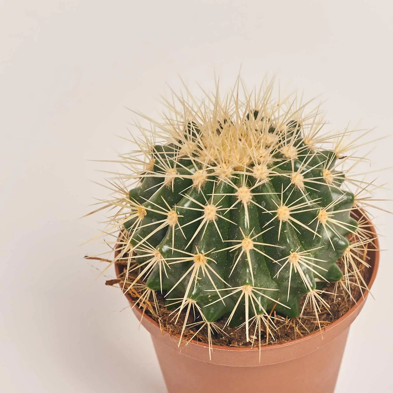 Ехінокактус Грузоні, артикул: 2190 Зображення товару Ехінокактус Грузоні, артикул: 2190