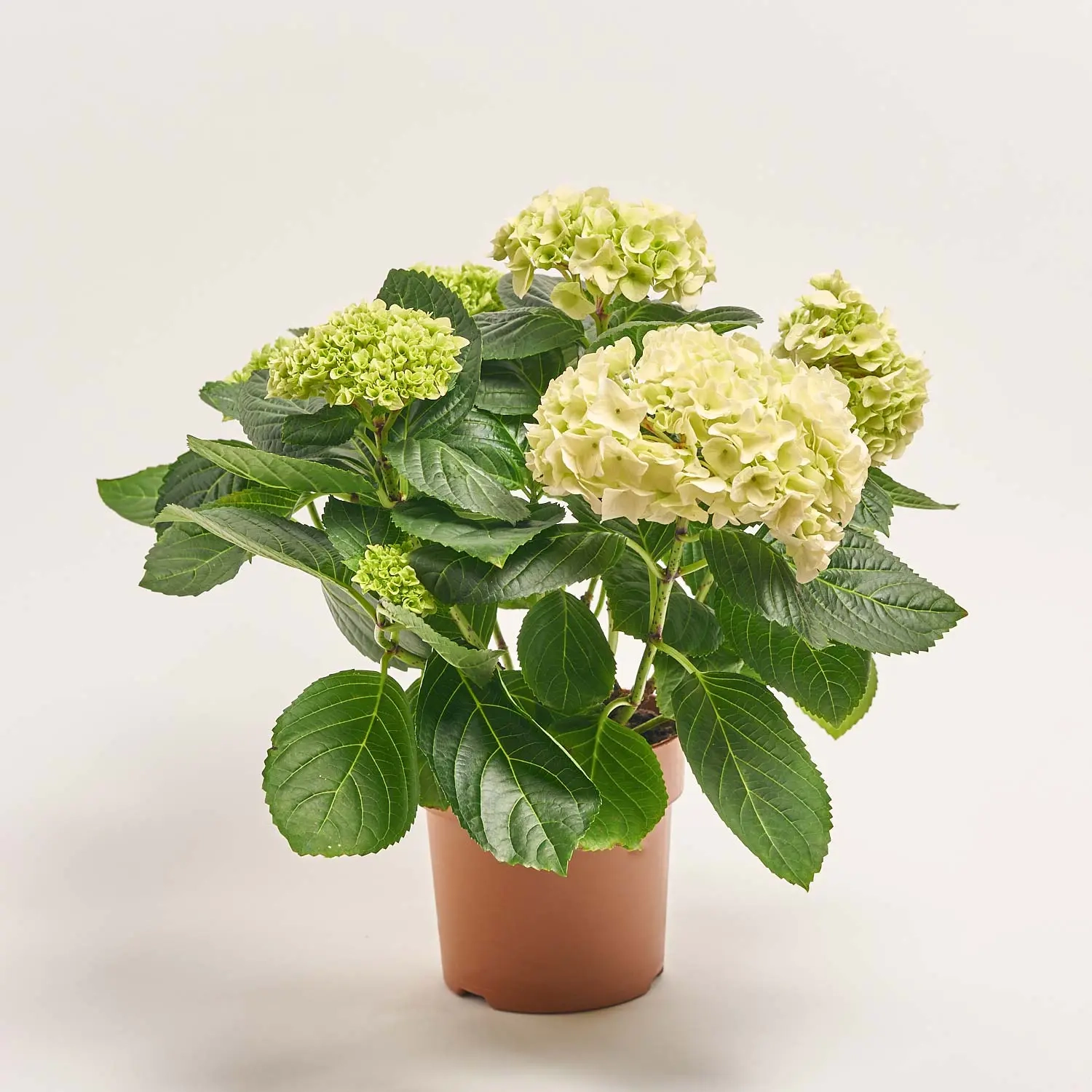 Гортензія мікс 5ст., артикул: 45074 Зображення товару Гортензія мікс 5ст., артикул: 45074