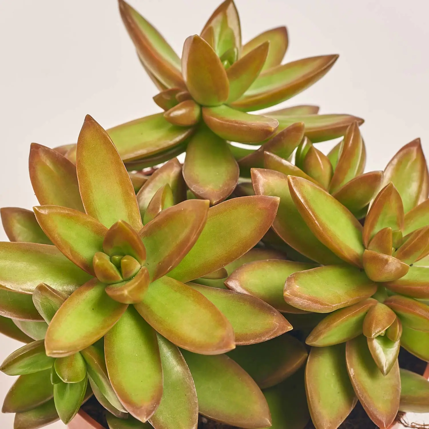 Сукулент мікс, артикул: 2084 Зображення товару Сукулент мікс, артикул: 2084