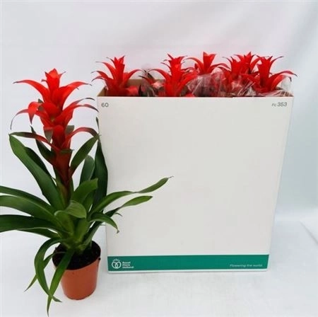 Гузманія Аллура, артикул: 5456 Зображення товару Гузманія Аллура, артикул: 5456