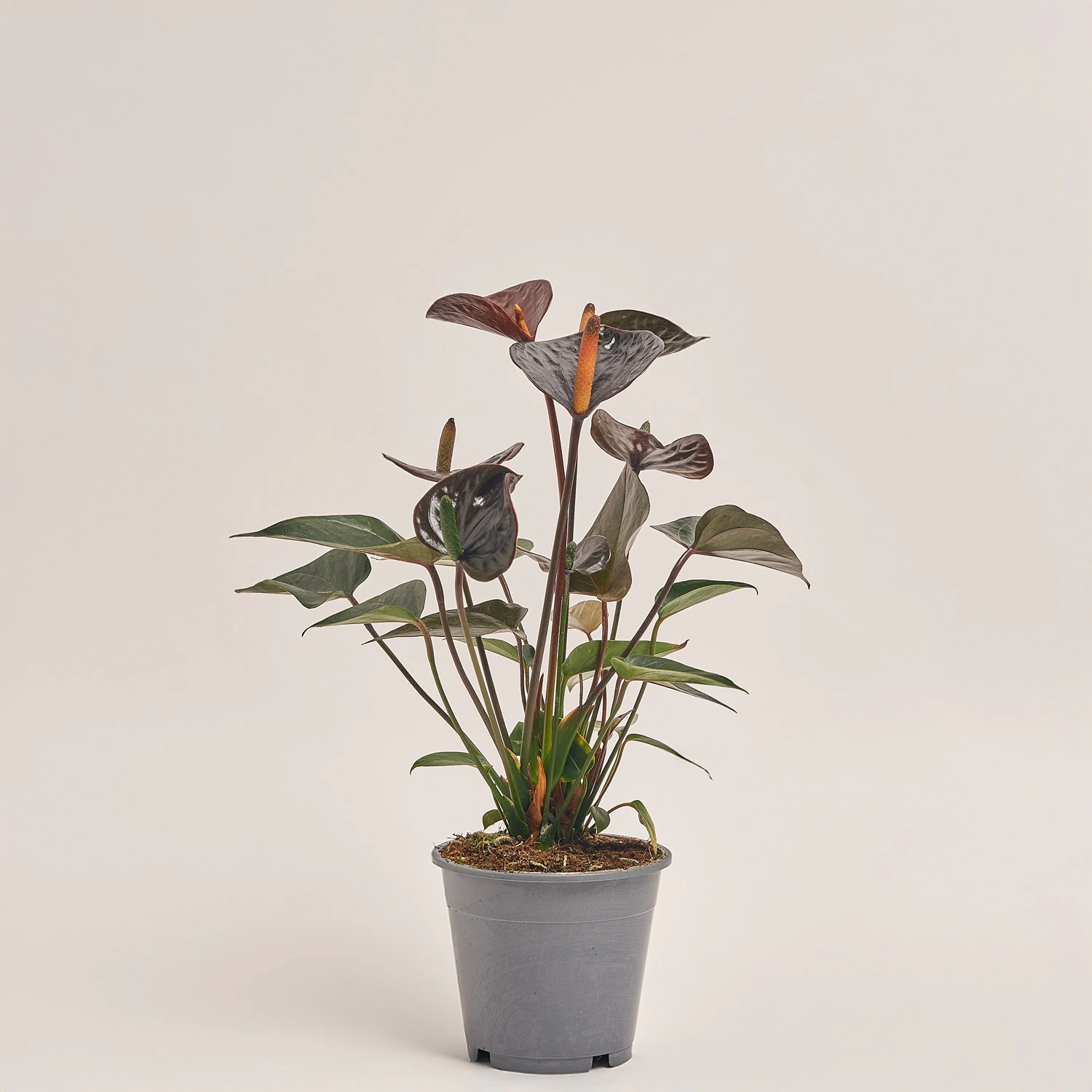 Антуріум Блек Лав, артикул: 19136 Зображення товару Антуріум Блек Лав, артикул: 19136