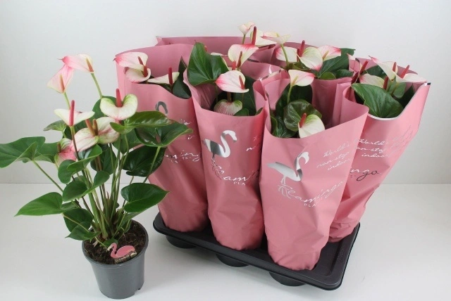 Зображення товару Антуріум Фламінго Пінк, артикул: 57314