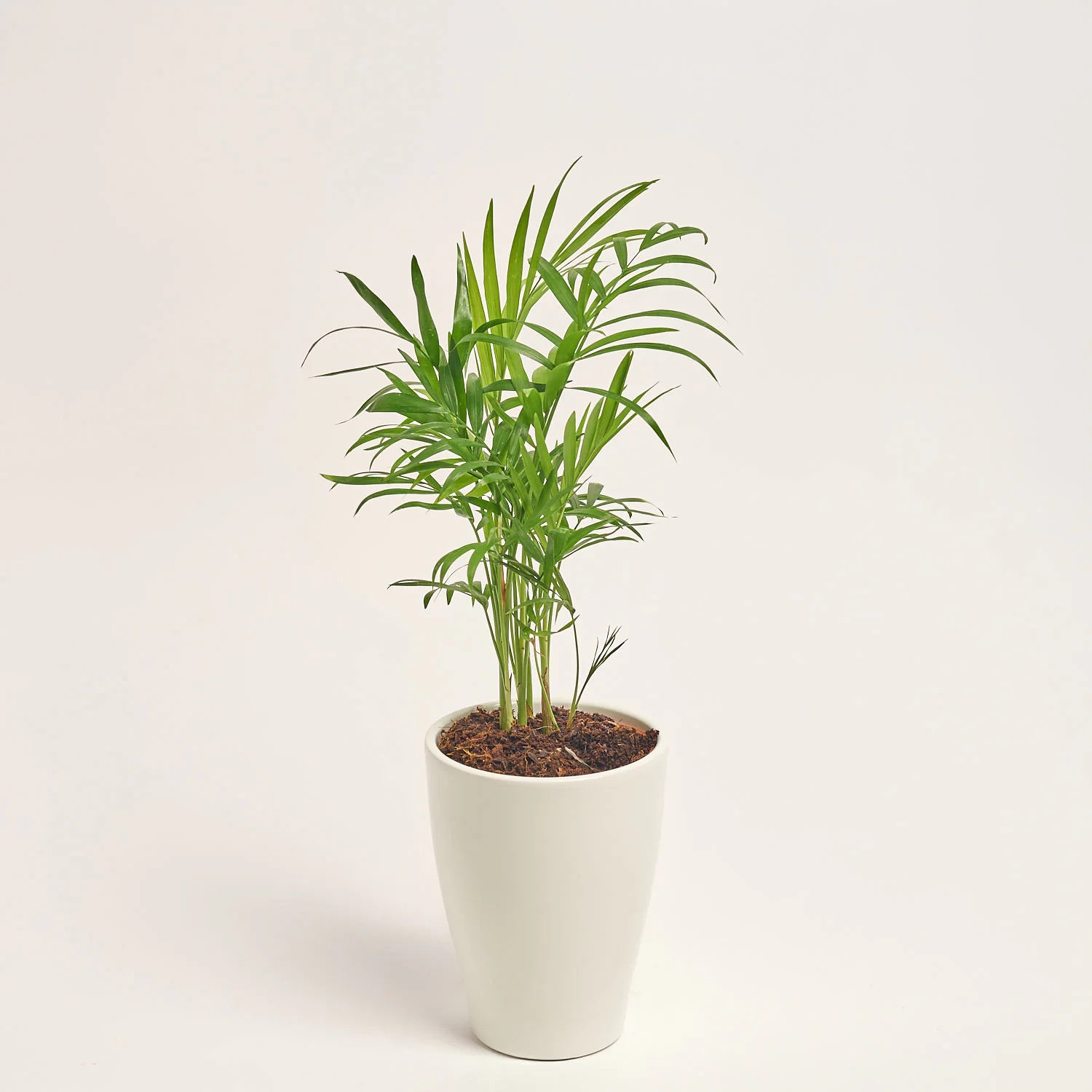 Зображення товару Хамедорея та Кашпо Сет 110, артикул: 48279