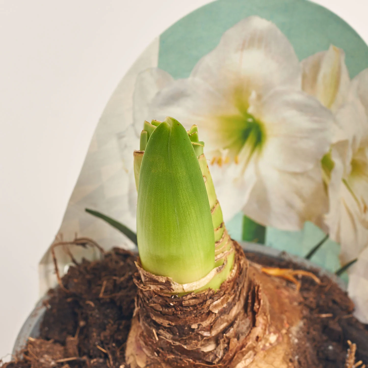 Зображення товару Амариліс Арктик Вайт, артикул: 56902