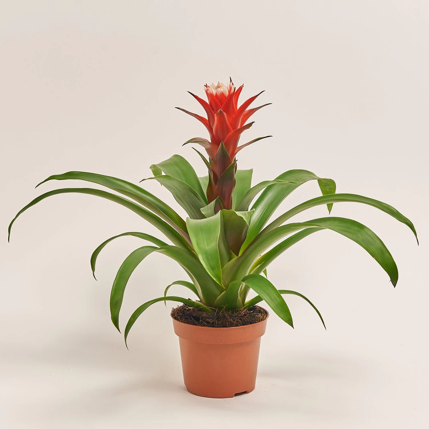 Гузманія Хоуп, артикул: 35376 Зображення товару Гузманія Хоуп, артикул: 35376