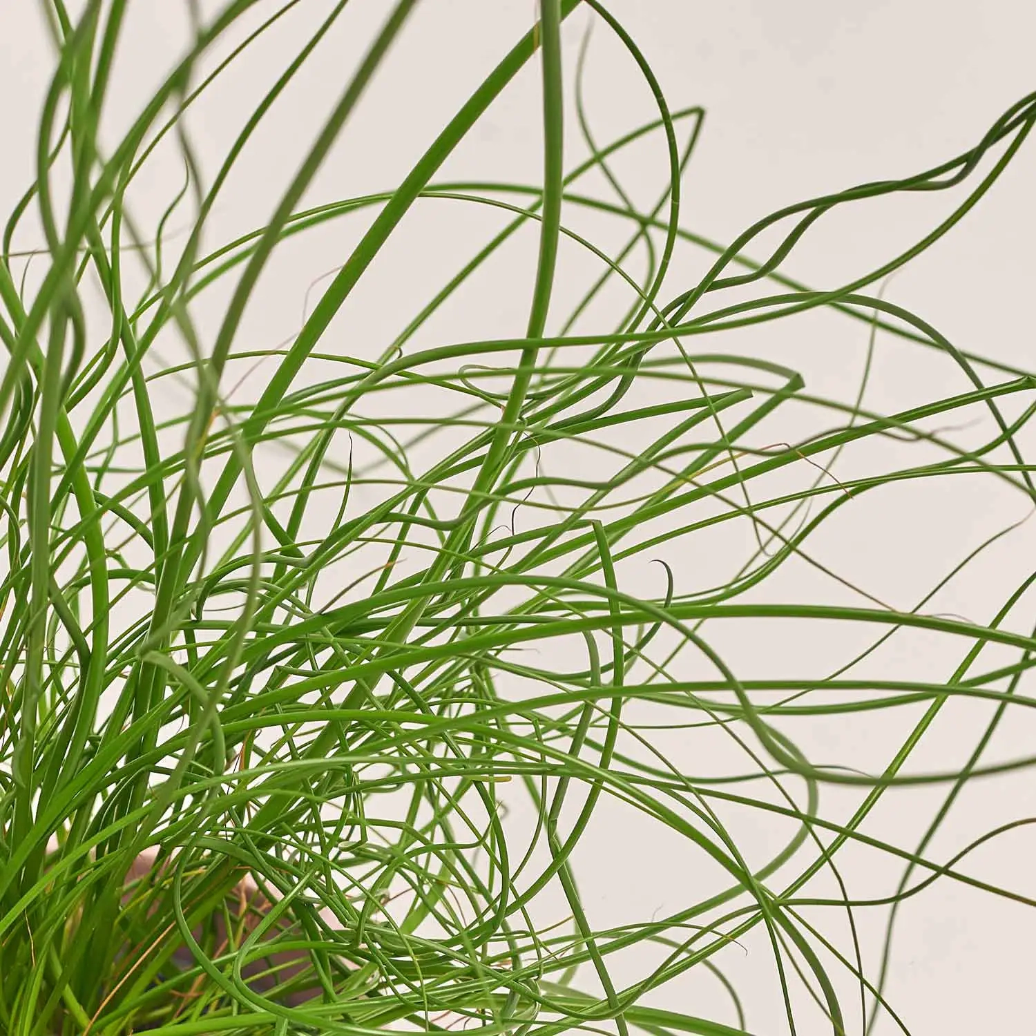 Зображення товару Юнкус Спіраліс та Кашпо Сет 342, артикул: 53737