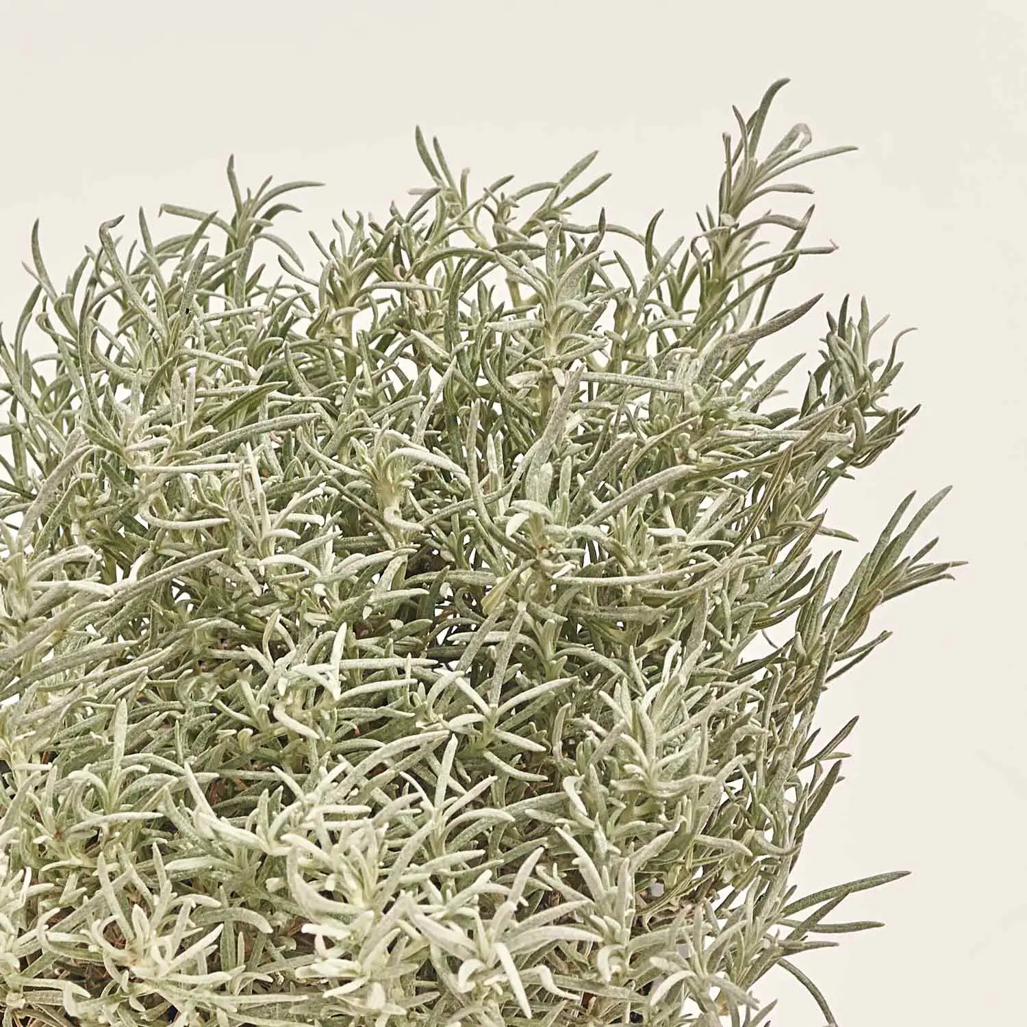 Зображення товару Мікс пряних трав, артикул: 4548