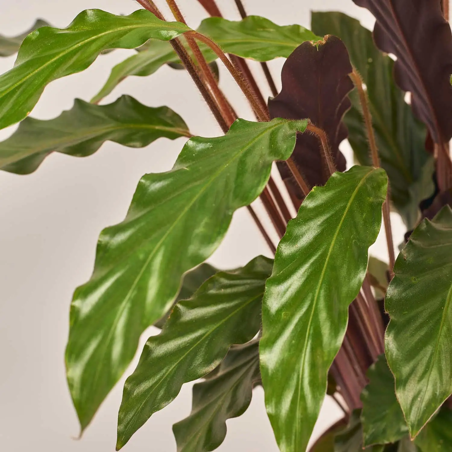 Калатея Руф, артикул: 52199 Зображення товару Калатея Руф, артикул: 52199