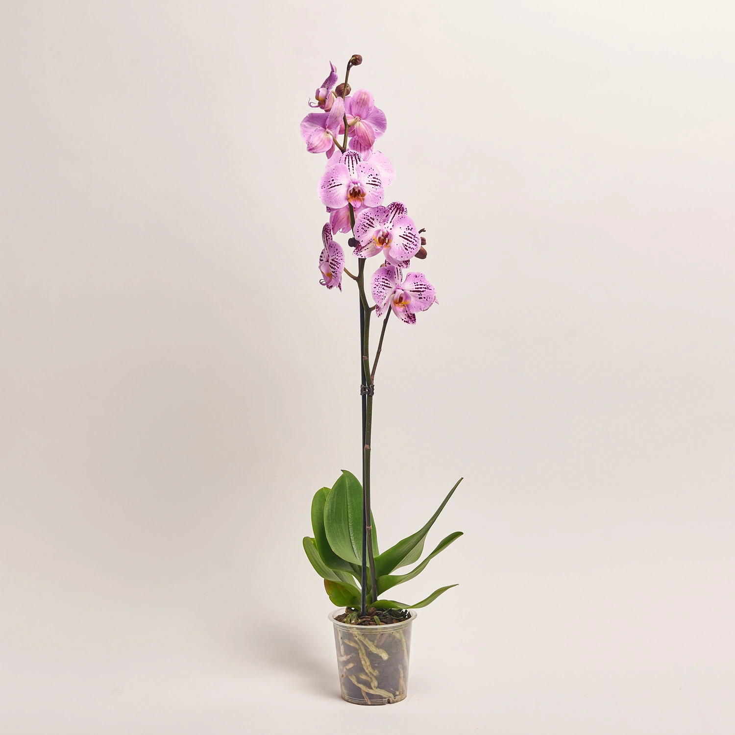 Фаленопсис 1ст. мікс, артикул: 25274 Зображення товару Фаленопсис 1ст. мікс, артикул: 25274