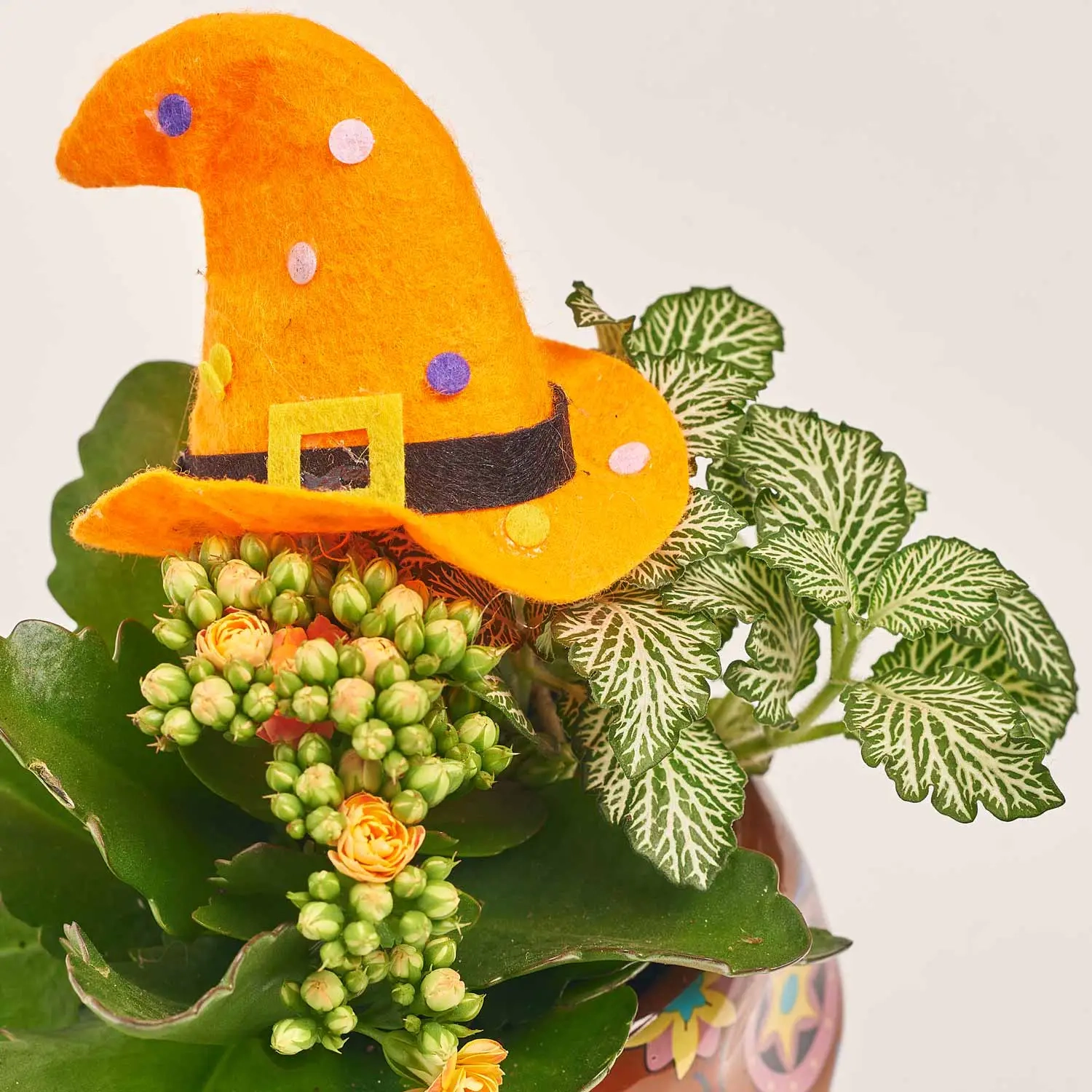 Зображення товару Каланхоє "Хелловін" мікс в кер., артикул: 52839