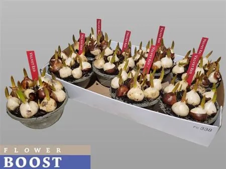 Зображення товару Тюльпан червоний, артикул: 55651