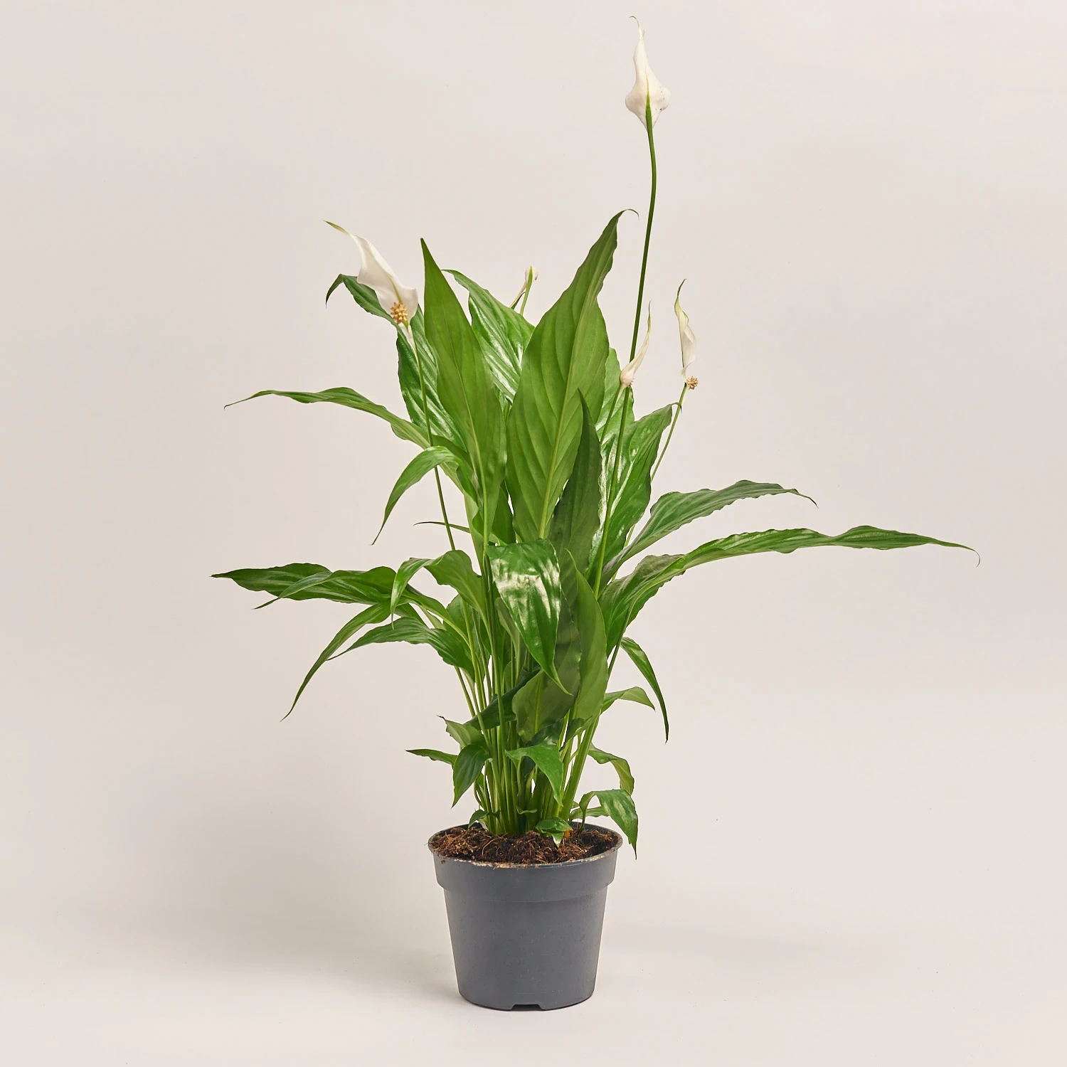 Зображення товару Спатифіллум Світ Чіко, артикул: 2285