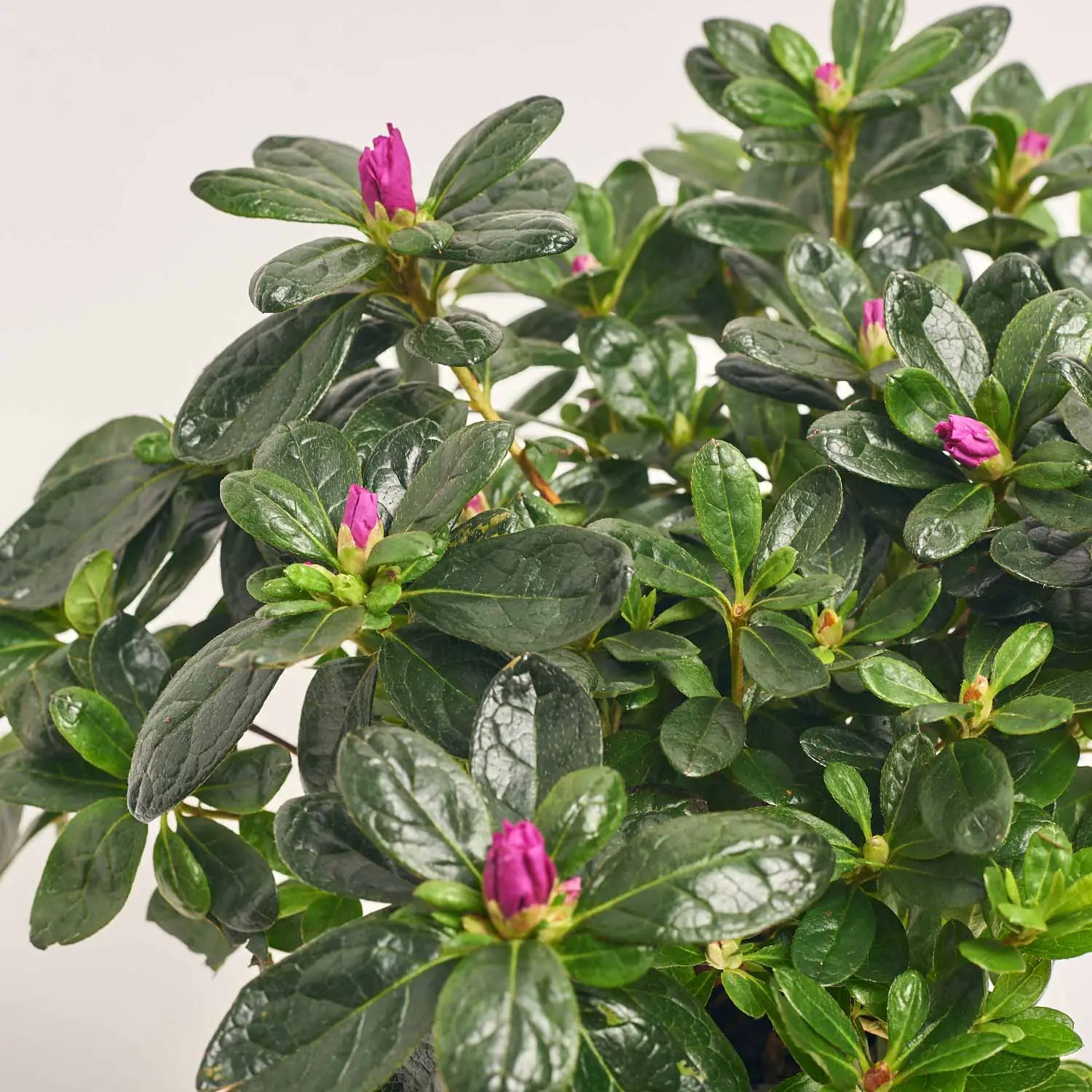 Зображення товару Азалія мікс в кер., артикул: 53757