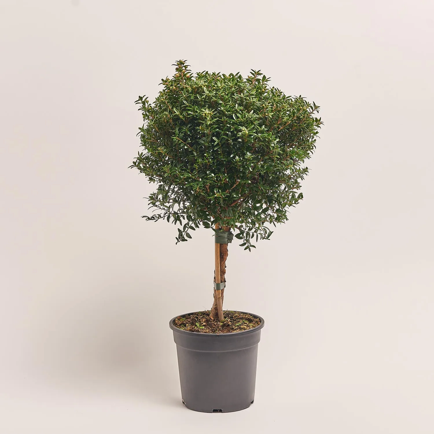 Зображення товару Мірт Коммуніс штамбовий, артикул: 21128