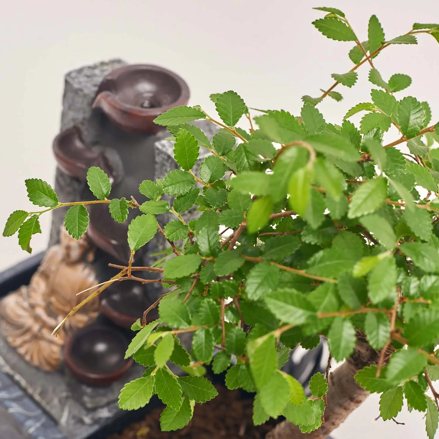 Зображення товару Бонсай в кер., артикул: 56846