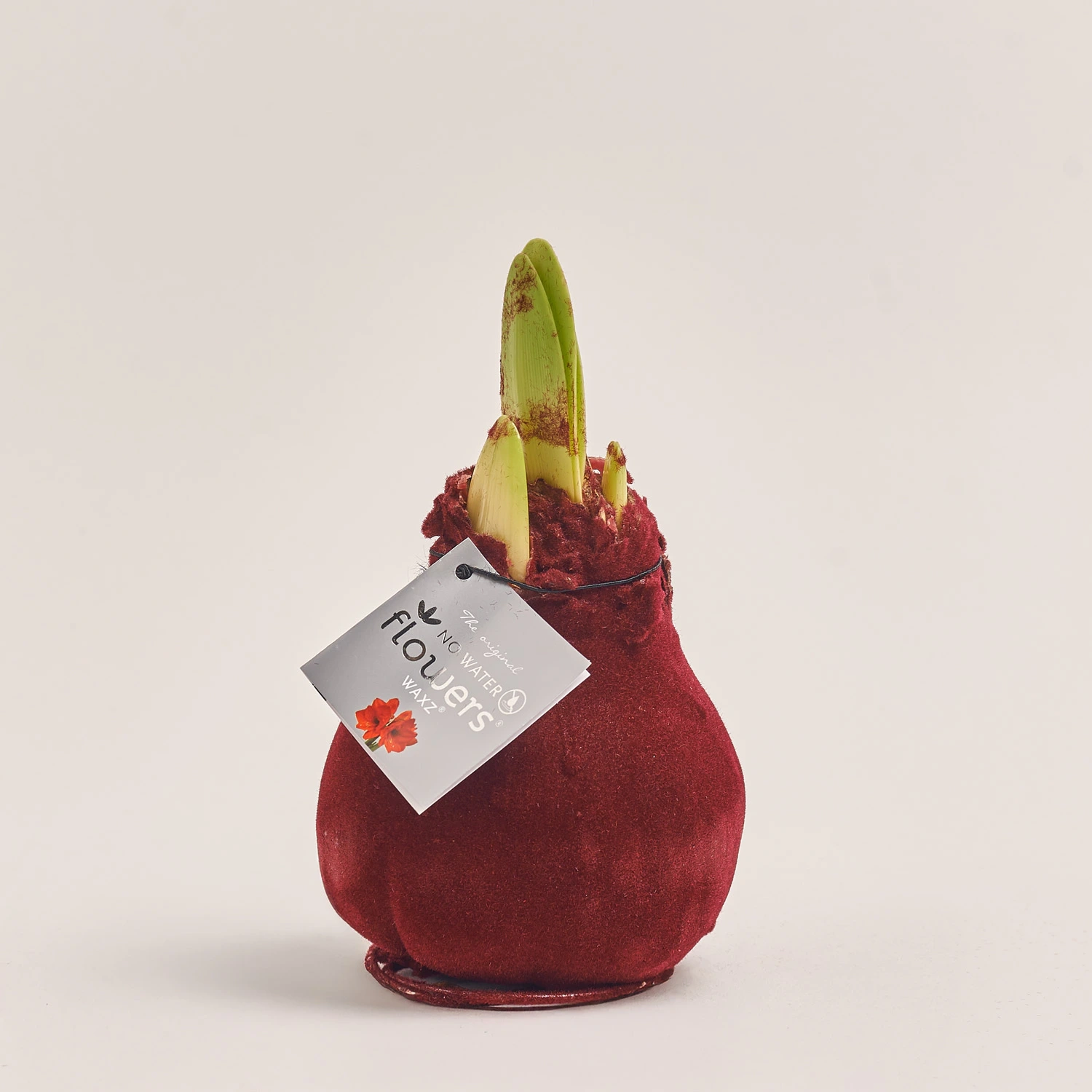 Зображення товару Амариліс "Вельвет Тач" Бордо, артикул: 54369