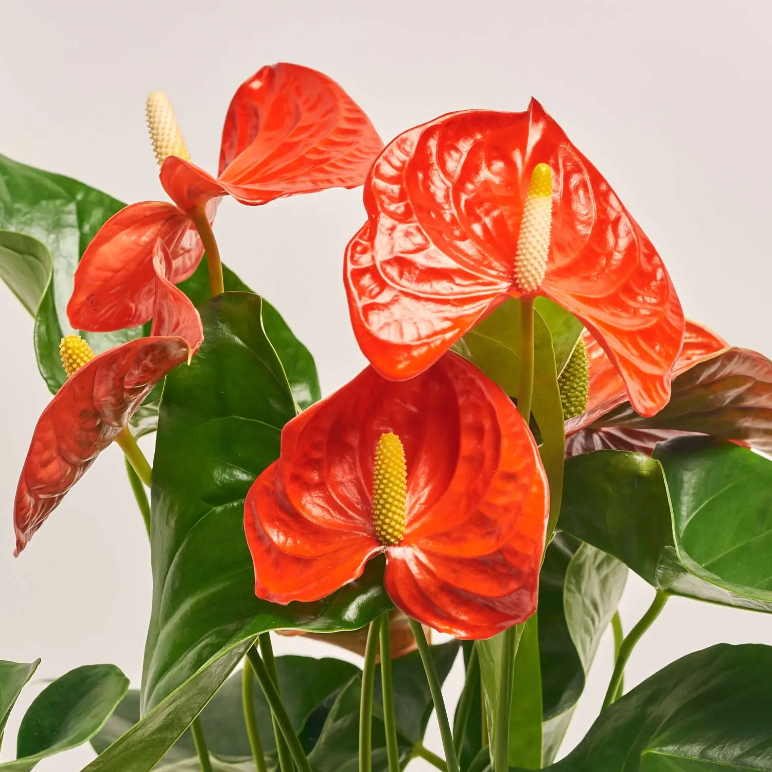 Антуріум Флоріда, артикул: 54985 Зображення товару Антуріум Флоріда, артикул: 54985