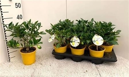 Цитрофортунелла Флорідана, артикул: 20633 Зображення товару Цитрофортунелла Флорідана, артикул: 20633