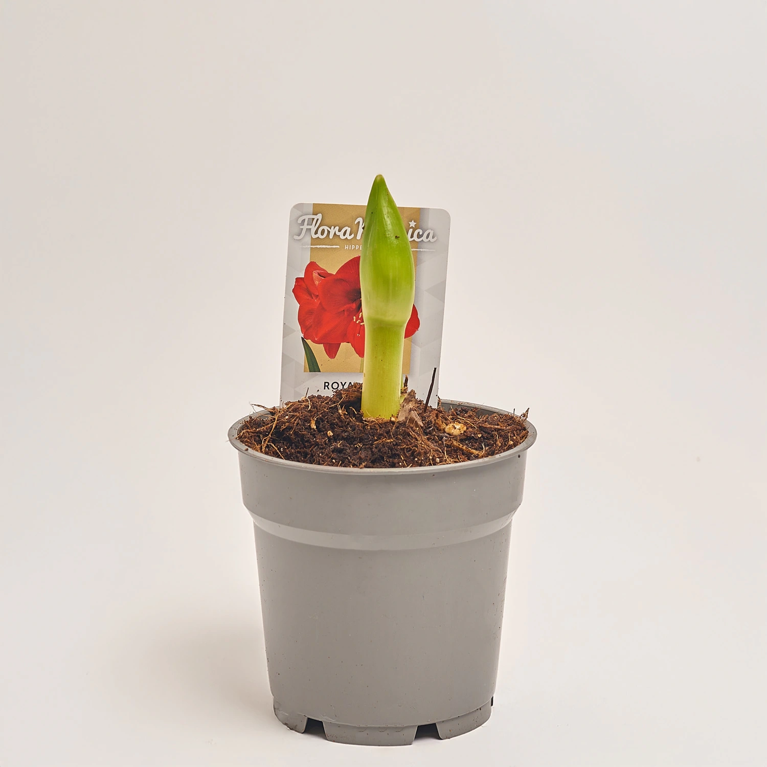 Амариліс мікс, артикул: 44283 Зображення товару Амариліс мікс, артикул: 44283