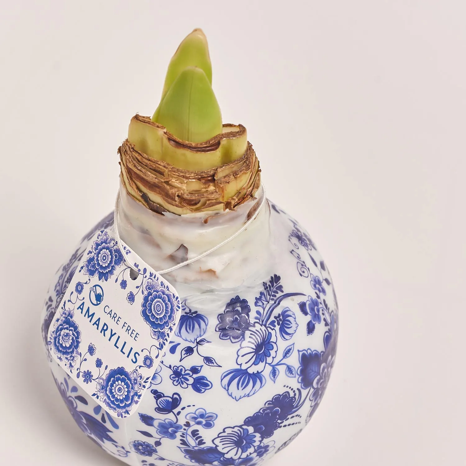 Зображення товару Амариліс Ротердам принт у воску, артикул: 54935