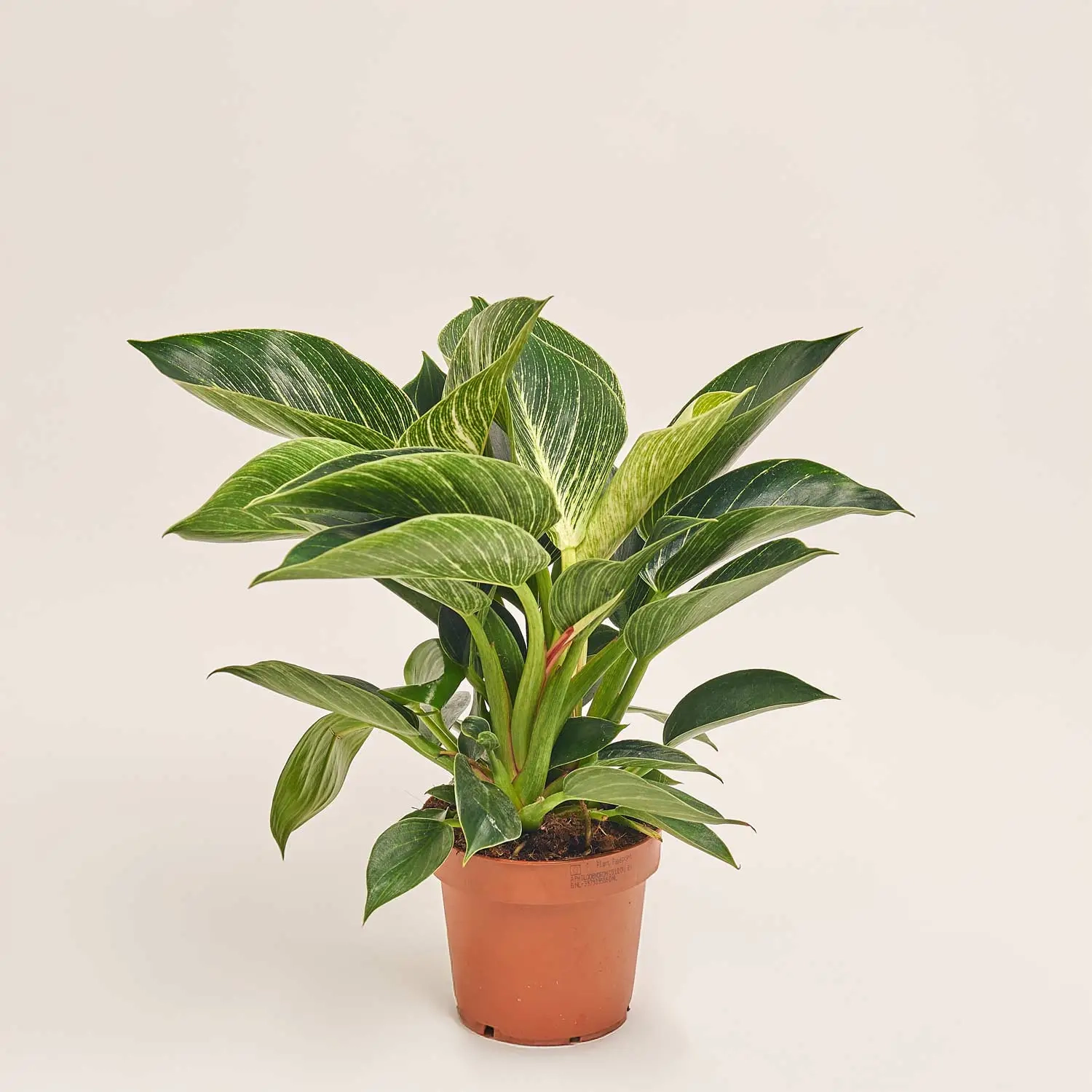 Філодендрон Біркін, артикул: 34059 Зображення товару Філодендрон Біркін, артикул: 34059