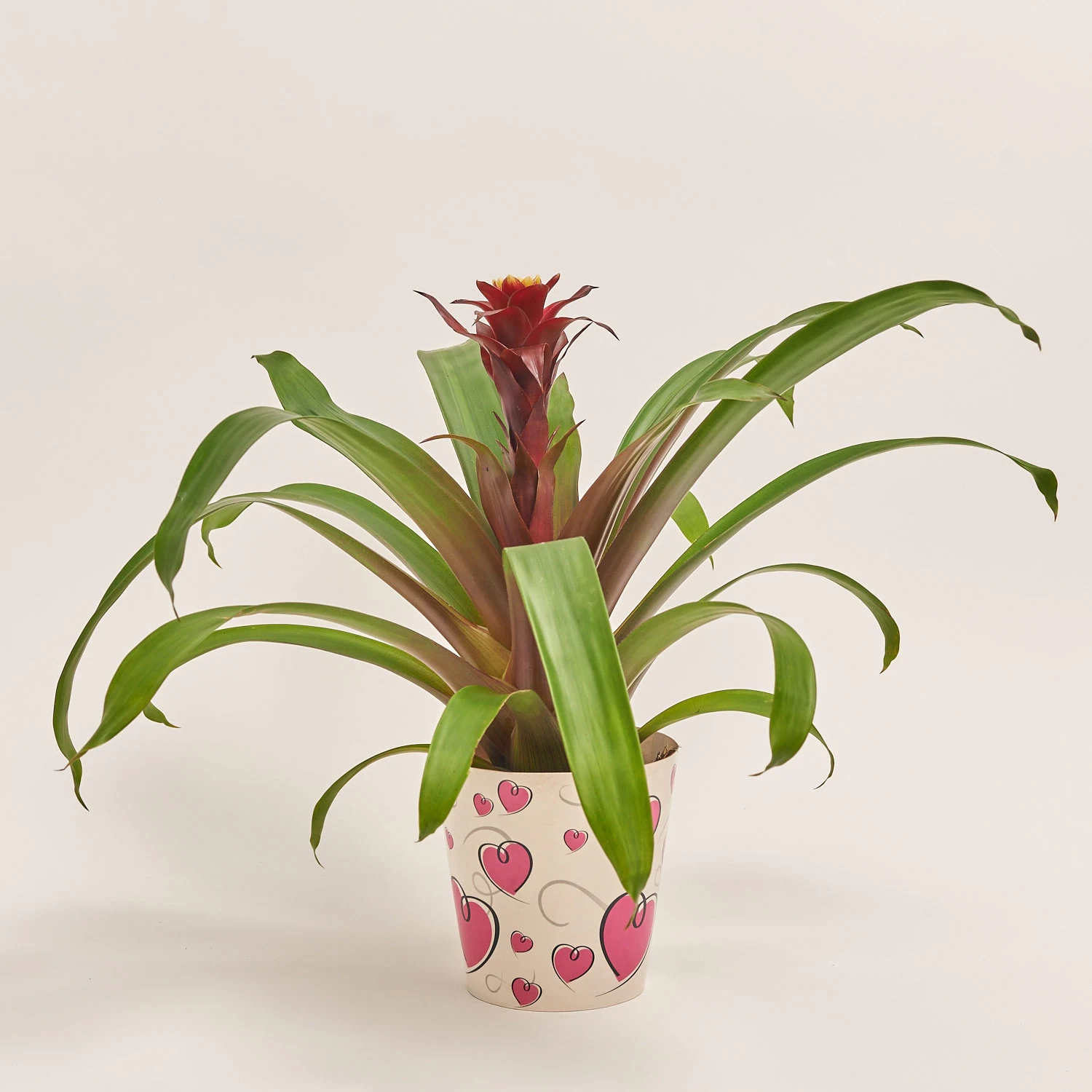 Гузманія Пауліна, артикул: 55220 Зображення товару Гузманія Пауліна, артикул: 55220